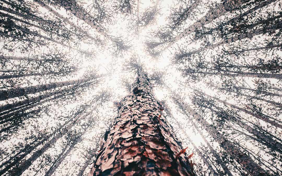 Strengthening the Roots of Our Science and Practice.